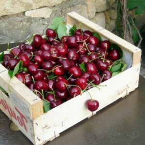 Cherry Imported (100g)