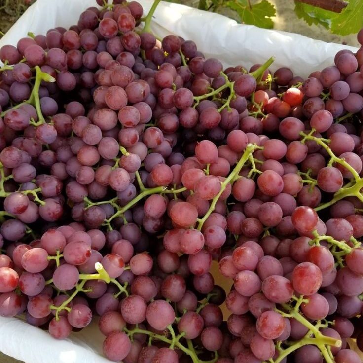 Grapes Seedles(250g)