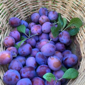 Imported Plums (500g) 6pc