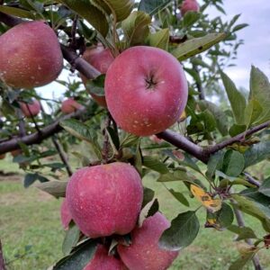 Apple Kasmir (6pc)