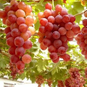 Red Crimson Grape (250g)