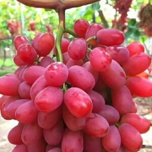 Red Globe Imported Grapes (500g)