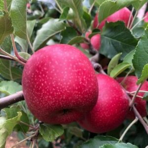 Apple South African Gala (6pc)